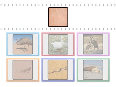 Match: Animals & Tracks