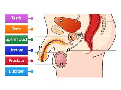 Male Reproductive System Labels