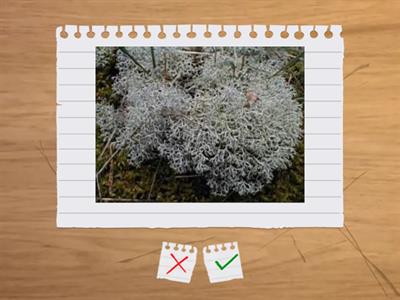 lišejníky, mechorosty, hlevíky, mechy