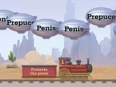 Male Reproductive system