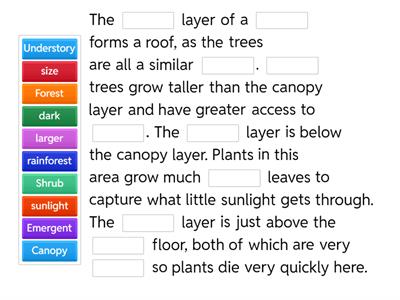 Rainforest Layers Gapfill