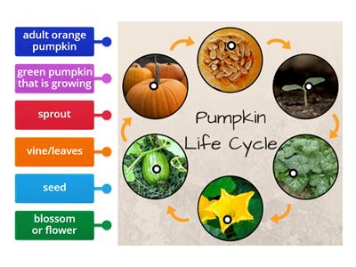 Pumpkin Life Cycle