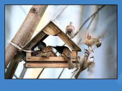 "Нагодуй птахів узимку" (Звук С)