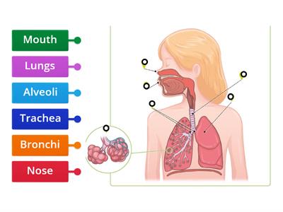 Respiratory system