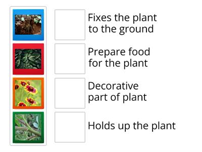 Parts of plants