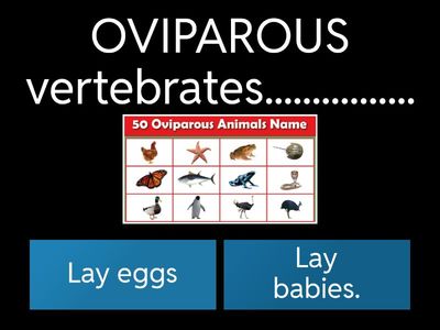 Cambridge Science skills 4. Unit 3: Is a sponge an animal?
