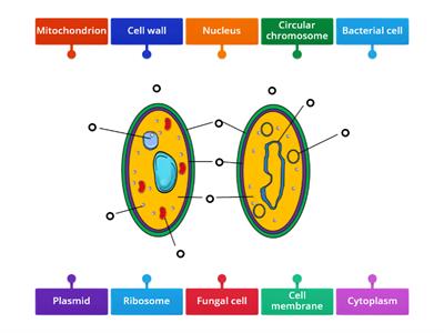 Bacterial & Fungal Cell Structure