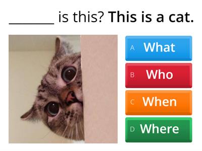 A1 | What / Where / Who / When