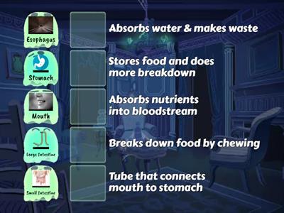 Digestive System Parts