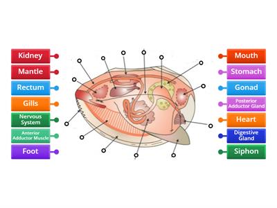 Anatomy of a Clam