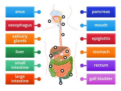 Label the human digestive system