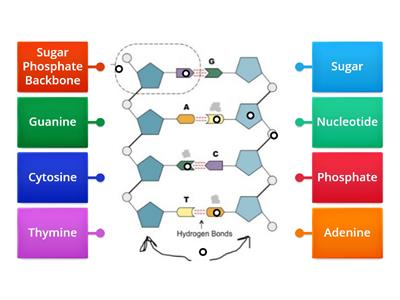 DNA Structure Labeling