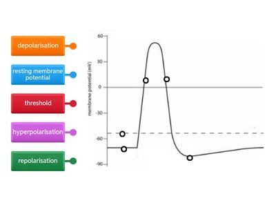 Label action potential graph (basic)