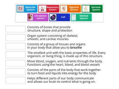 Body Systems