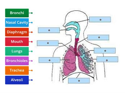 Label the Respiratory System