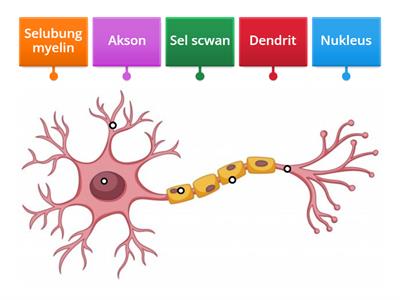 Neuron task 1