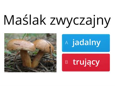 Grzyby