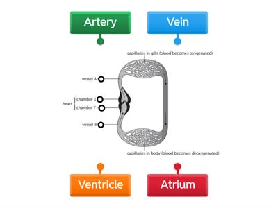 Circulation in a fish