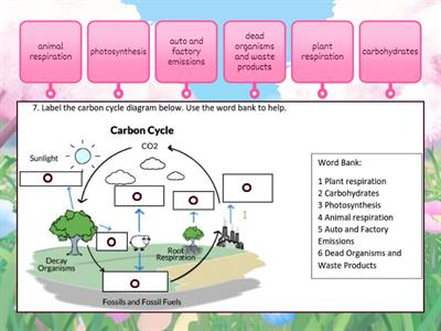 Carbon Cycle