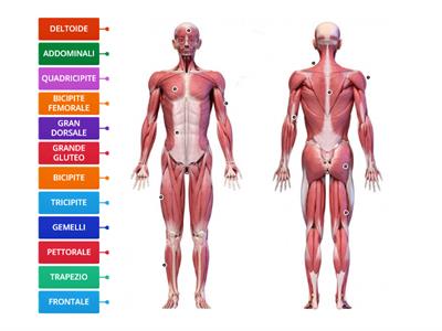 SISTEMA MUSCOLARE