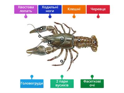 Ракоподібні