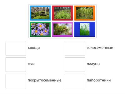 Классы Растений 