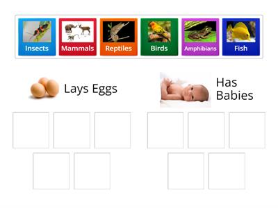 How do they Reproduce?