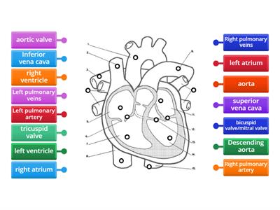 PHBIO Heart anatomy