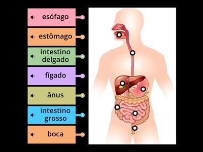 Sistema Digestivo