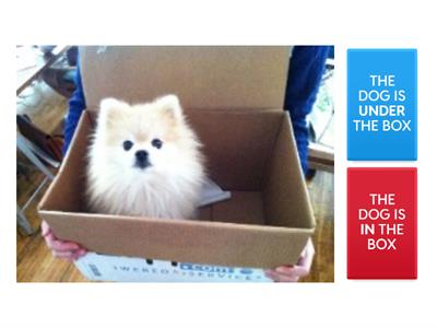 IN/ON/UNDER/IN FRONT OF/NEXT TO/ BEHIND