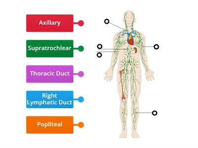 Lymphatic system