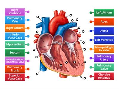 Heart Anatomy - Frontal