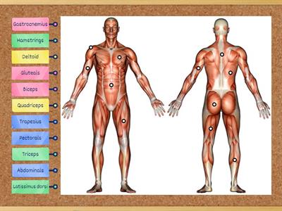 Muscular system - Muscles