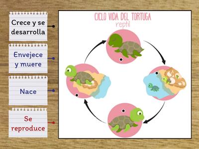 Ciclo de vida de la tortuga 