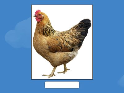 Kid's Box NG Level 1 Unit 5-6 (review)