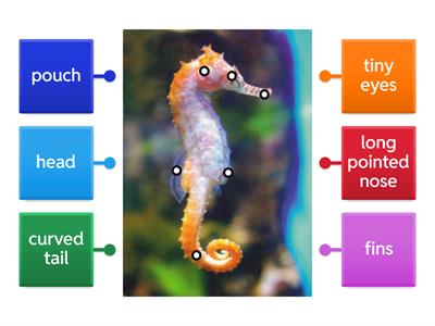 Describe the fish's peculiar appearance