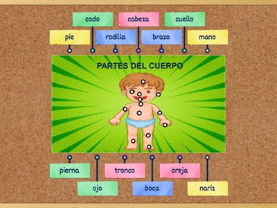 PARTES DEL CUERPO HUMANO