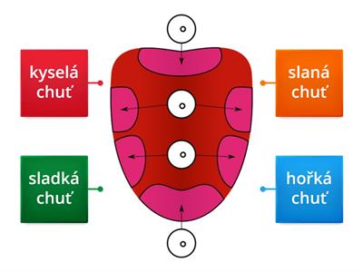 smyslová soustava - chutě, 5. ročník