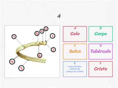 Anatomia da COSTELA II