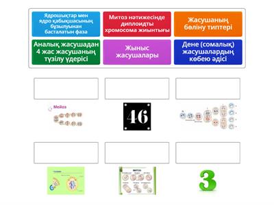 Митоз,мейоз