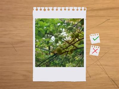 ﻿造園丙級識別圖卡1