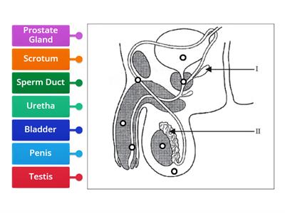 SP JC Male Reproductive System