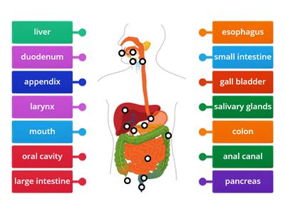 Digestive System