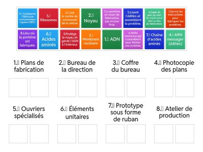 1.Schéma de la machinerie cellulaire eucaryote animale