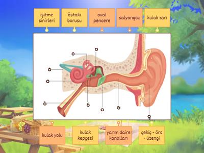 6. Sınıf - 6. Ünite - KULAK 