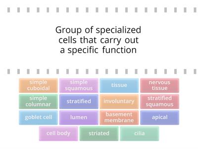 Review: Histology Quiz 1 (Nervous, Muscle & Epithelial Tissues)