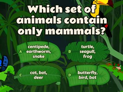 Animal Classification Quiz