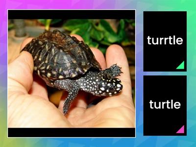 Spelling Turtle Words