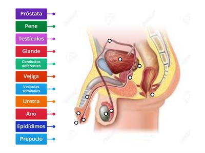 Anatomía del aparato reproductor masculino_1