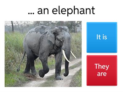  ANIMALS It is/ they are